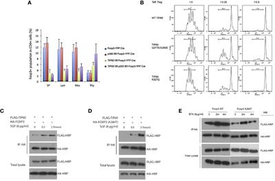 Regulatory T Cells: Regulation of Identity and Function